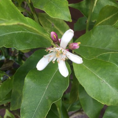 Meyer Lemon Tree