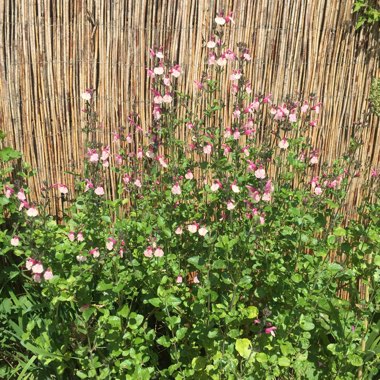 Salvia 'Dancing Dolls'