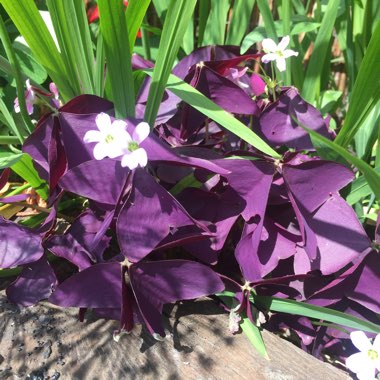 False Shamrock