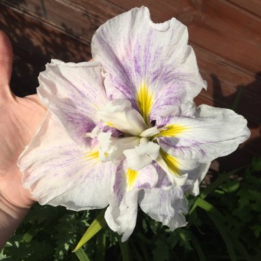 Iris