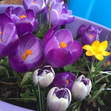 Crocus (Spring)