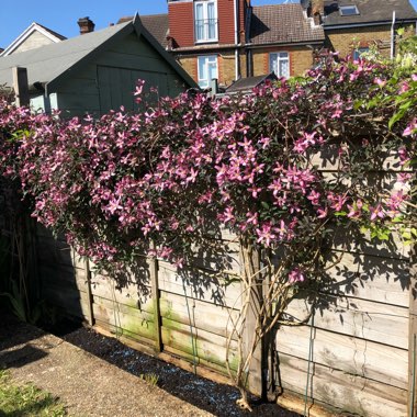 Clematis montana 'Warwickshire Rose'