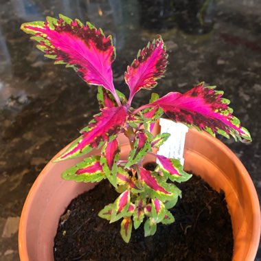 Coleus