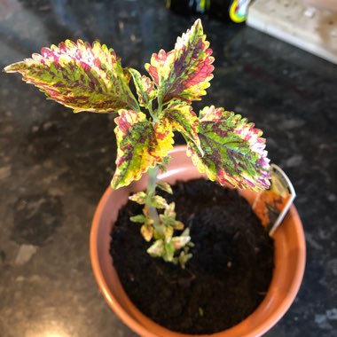 Coleus
