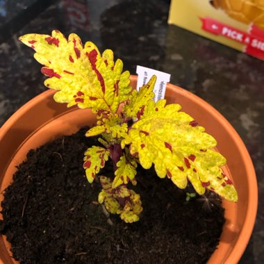 Coleus