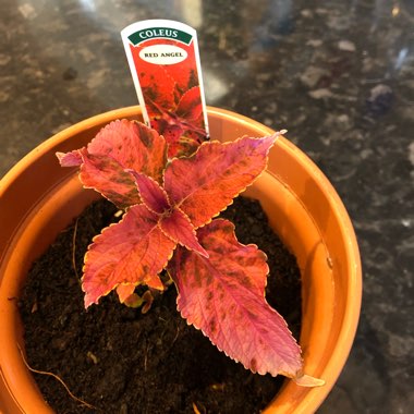Coleus