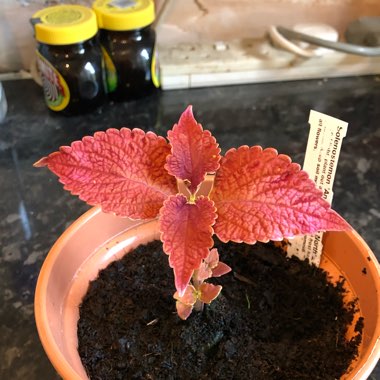 Coleus