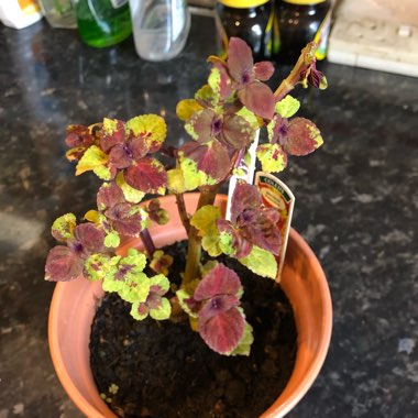 Coleus