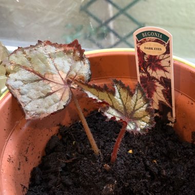 Cane Stemmed Begonia