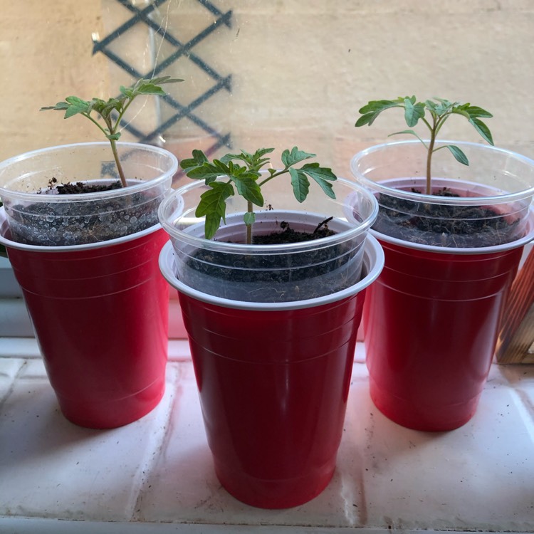 plant image 1295747