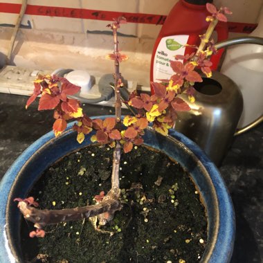 Coleus 'Campfire'