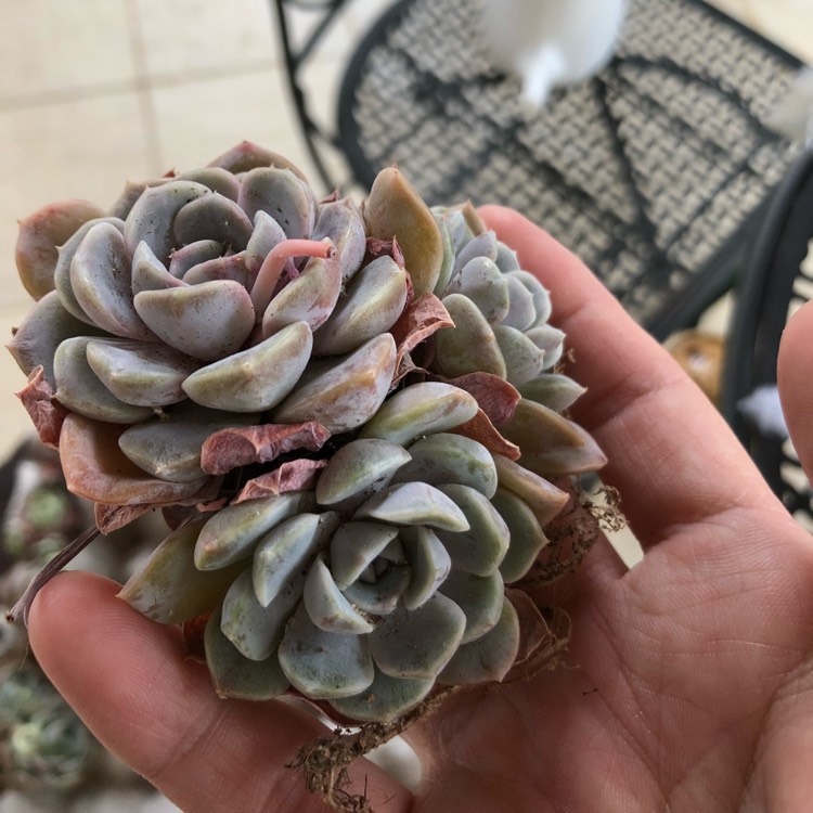 Plant image Echeveria Tynie Burger