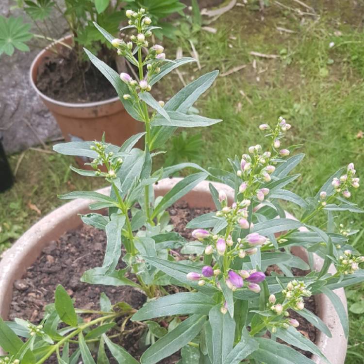 Plant image Penstemon 'Bridgesii'