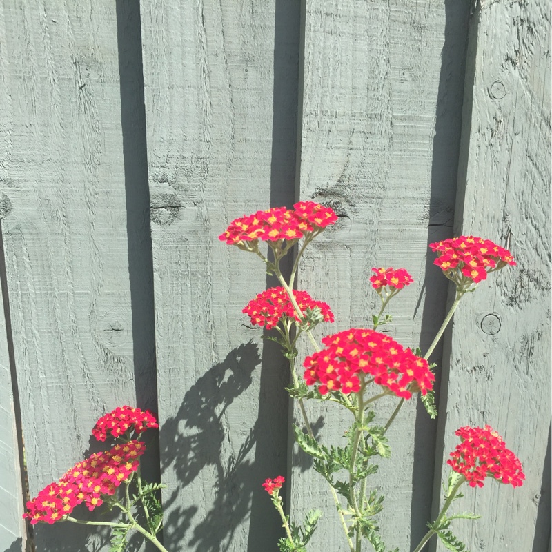 Achillea millefolium 'Red Velvet', Yarrow 'Red Velvet' - uploaded by ...