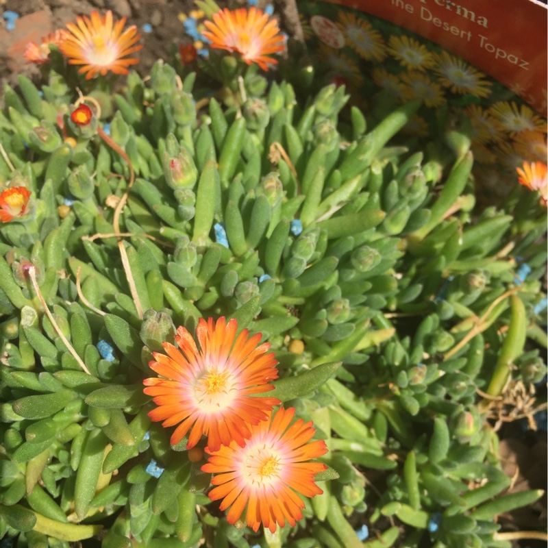 Plant image Delosperma cooperi 'Jewel of Desert Topaz' (Jewel of Desert Series)