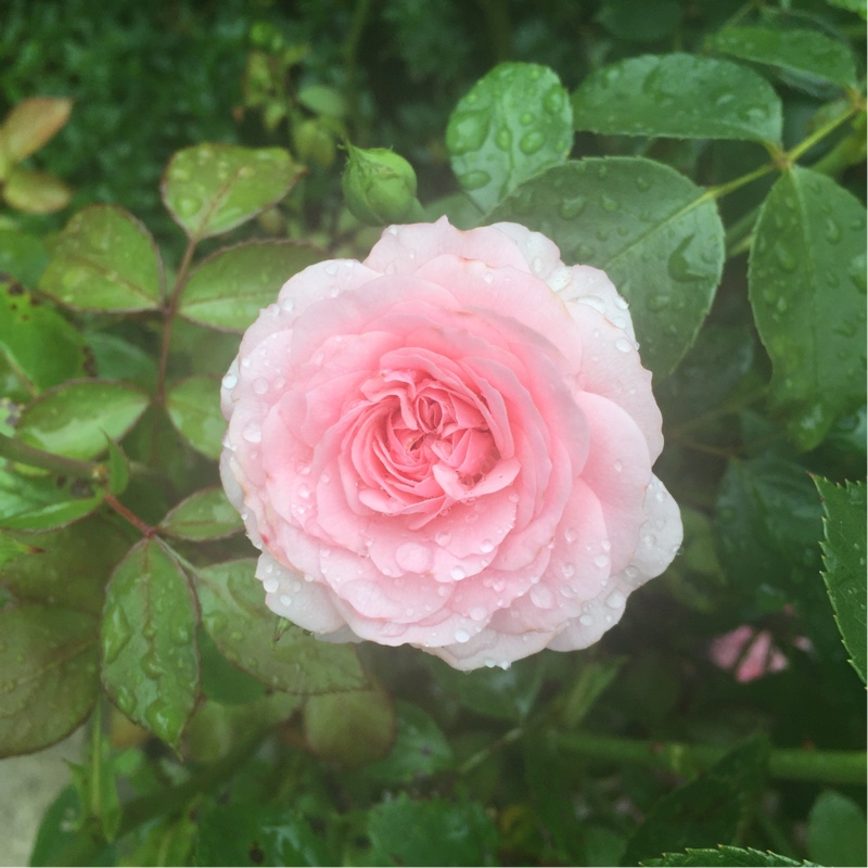 Plant image Rosa 'Jubilee Celebration'