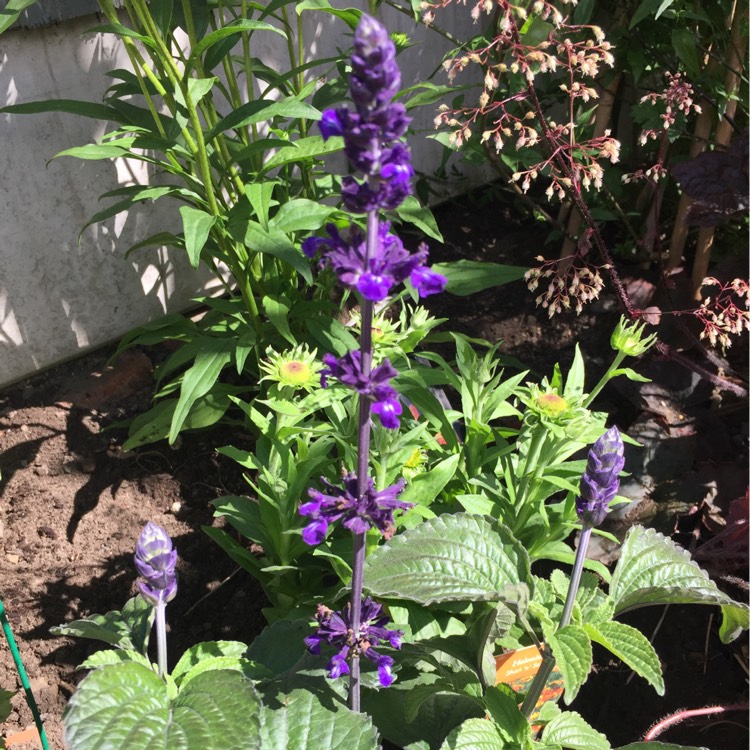 Plant image Salvia x sylvestris 'Blaukonigin' syn. Salvia 'Blue Queen'