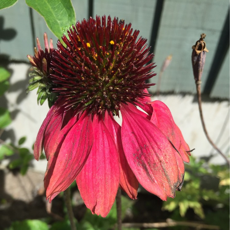 Plant image Echinacea 'Cheyenne Spirit' (Pink)
