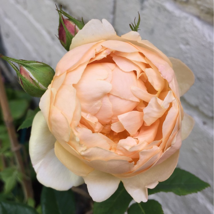 plant image 197589