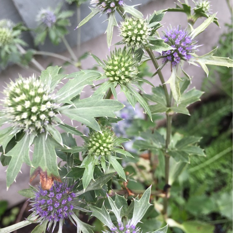 Plant image Eryngium x tripartitum syn. Eryngium tripartitum