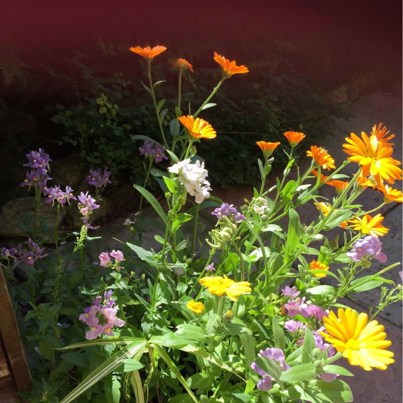 Helen's garden