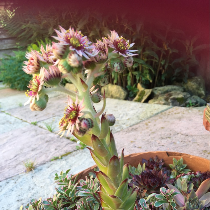 Helen's garden