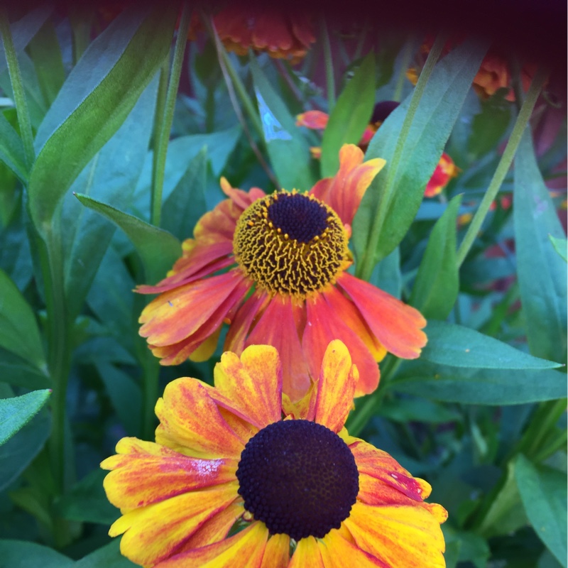 Helen's garden