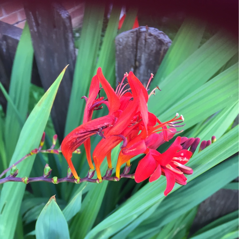 Helen's garden