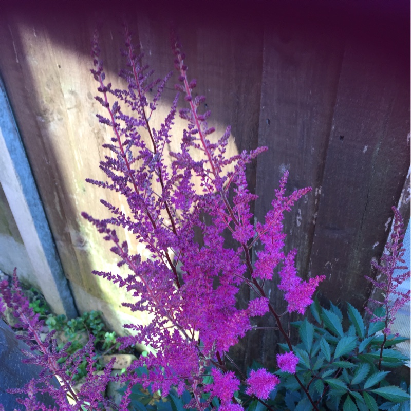 Helen's garden