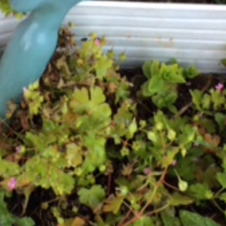 plant image 762594