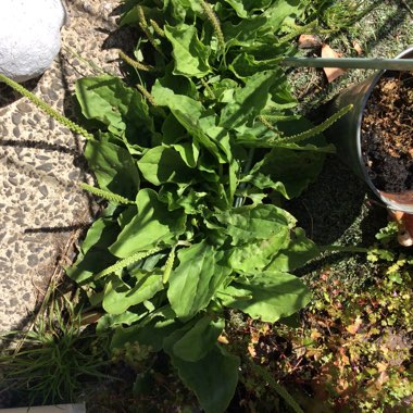 Broadleaf plantain