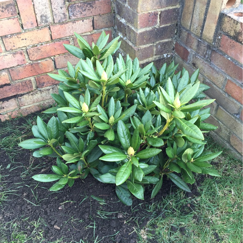 Plant image Rhododendron 'Cosmopolitan'