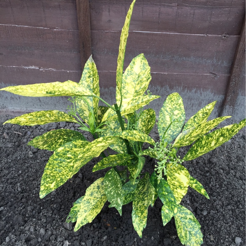 Plant image Aucuba japonica 'Golden King'