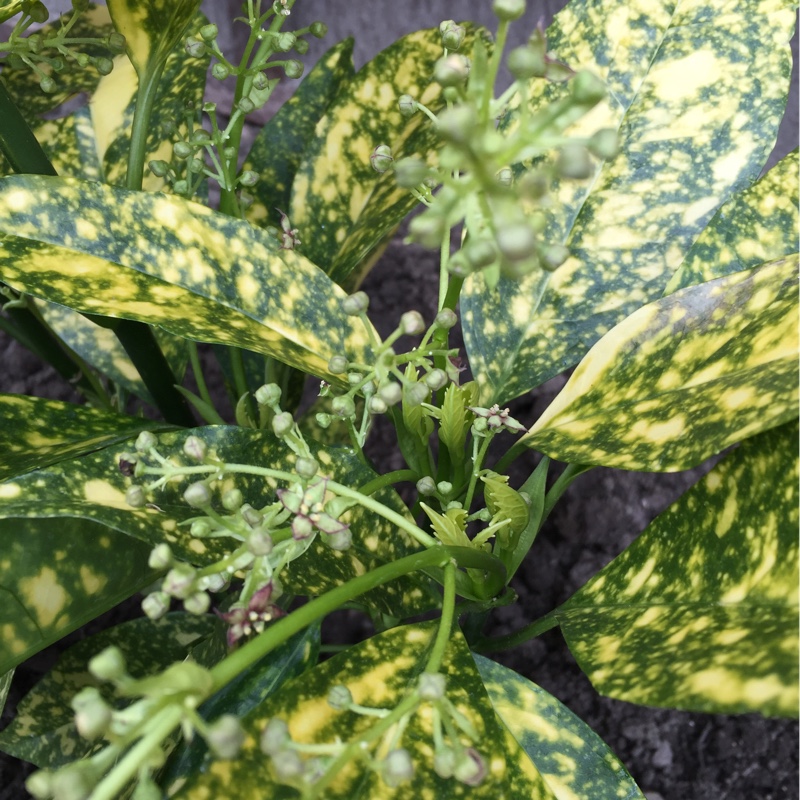 plant image 37080