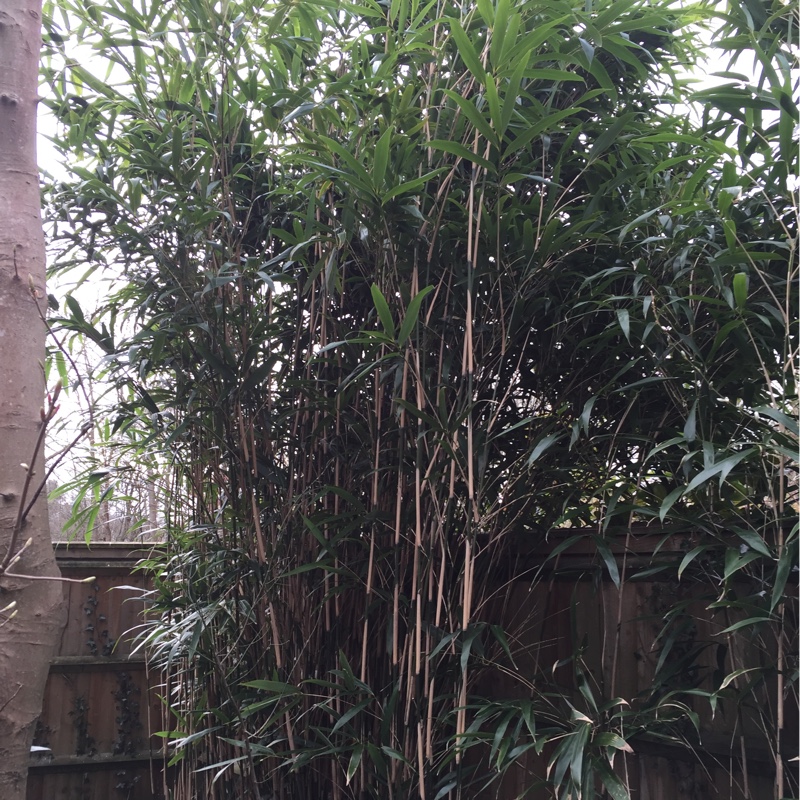 Plant image Pseudosasa japonica syn. Arundinaria japonica