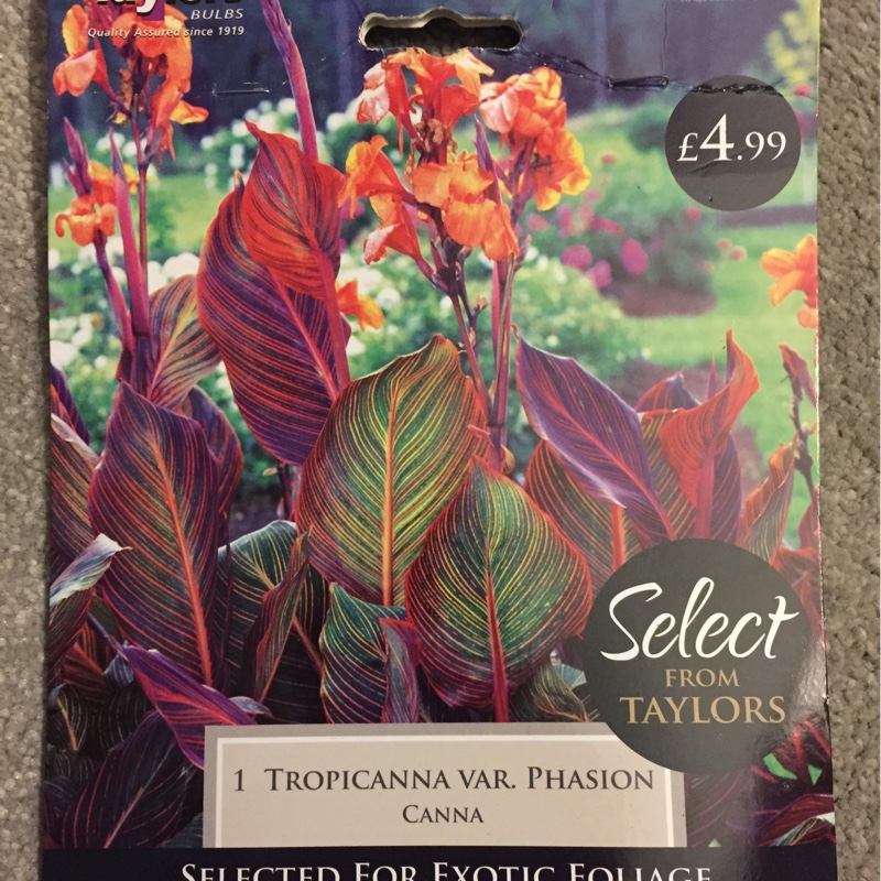 Plant image Canna 'Phasion' syn. Canna 'Durban', Canna 'Tropicanna', Canna 'Inferno'
