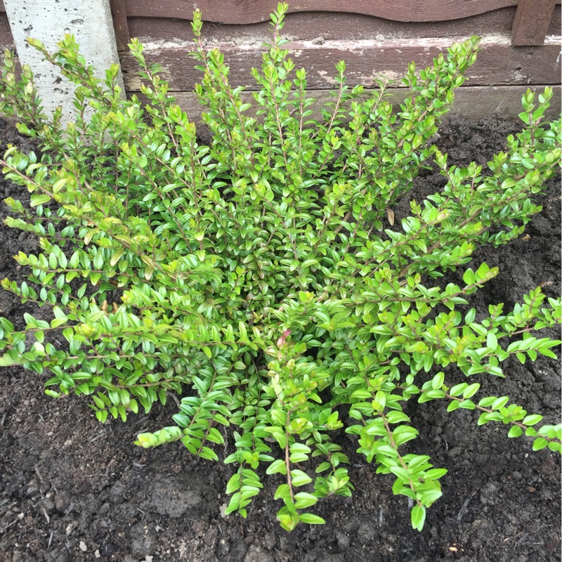 Plant image Lonicera ligustrina 'Elegant' syn. Lonicera nitida 'Elegant'
