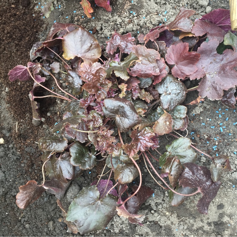 Heuchera villosa 'Palace Purple' syn. Heuchera sanguinea 'Palance Purple', Heuchera micrantha 'Palace Purple'