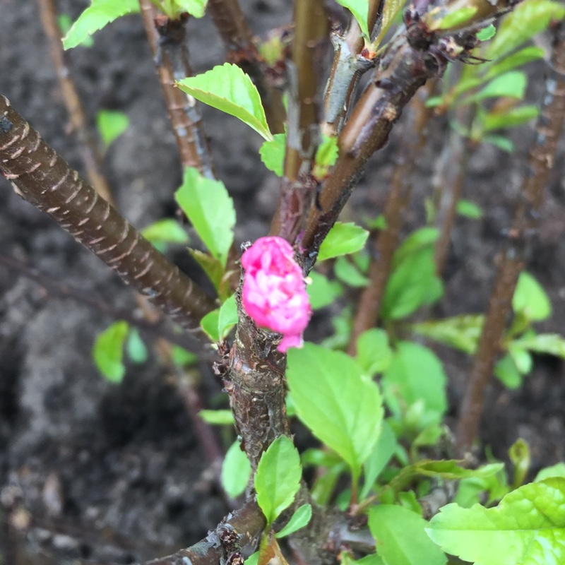 Plant image Prunus triloba