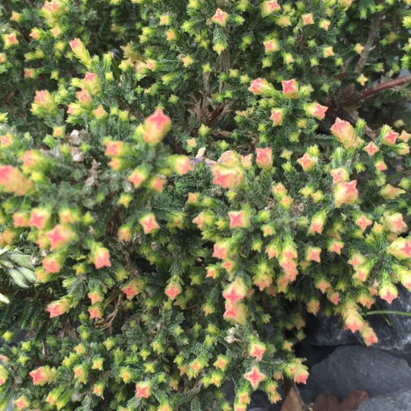 plant image 46258