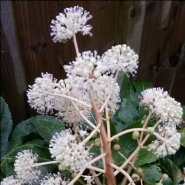 Japanese Aralia