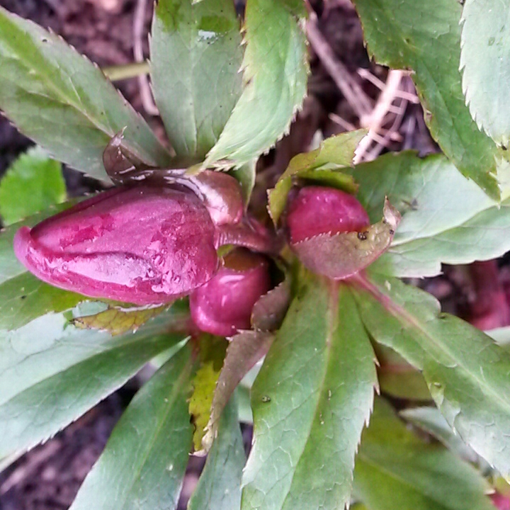 plant image 301603
