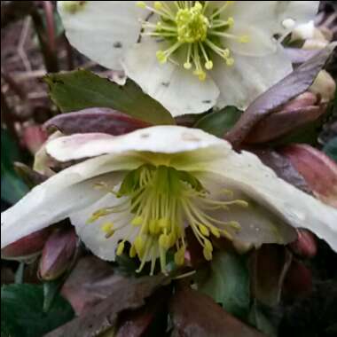 Hellebore