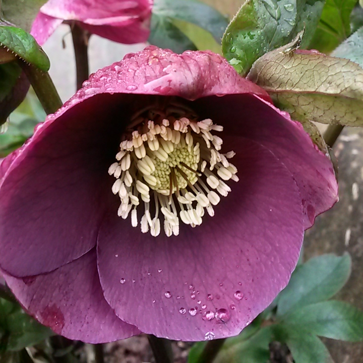 plant image 328328
