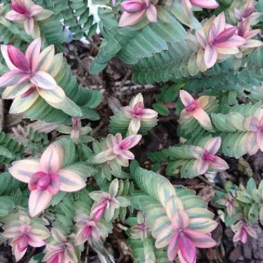 Shrubby Veronica