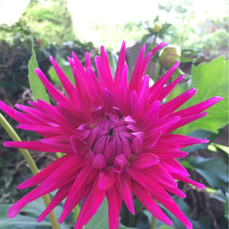 Dahlia 'Hillcrest Royal' (Cactus)