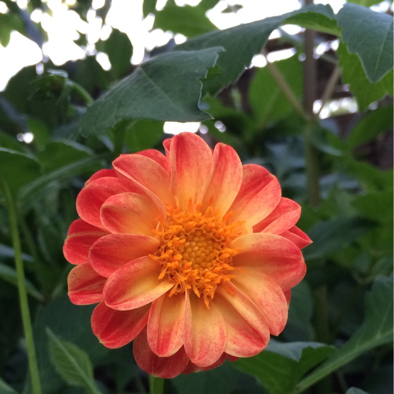 Dahlia 'New Baby' (Ball)