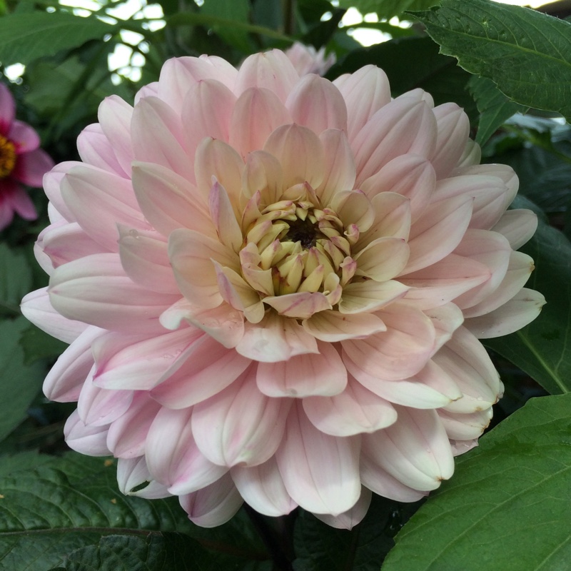 Plant image Dahlia 'Melody Harmony'