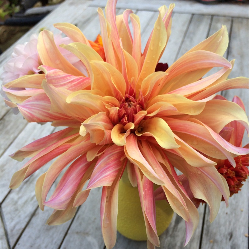 Dahlia 'Labyrinth'