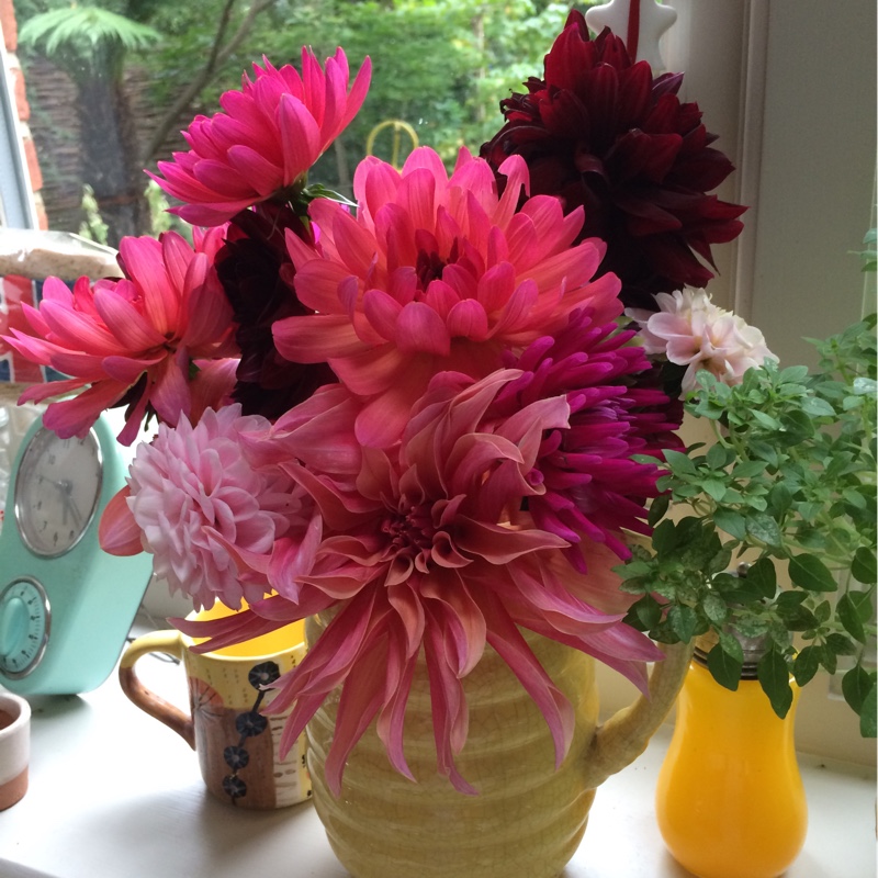 Border Dahlia